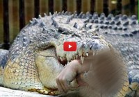 crocodile attacks