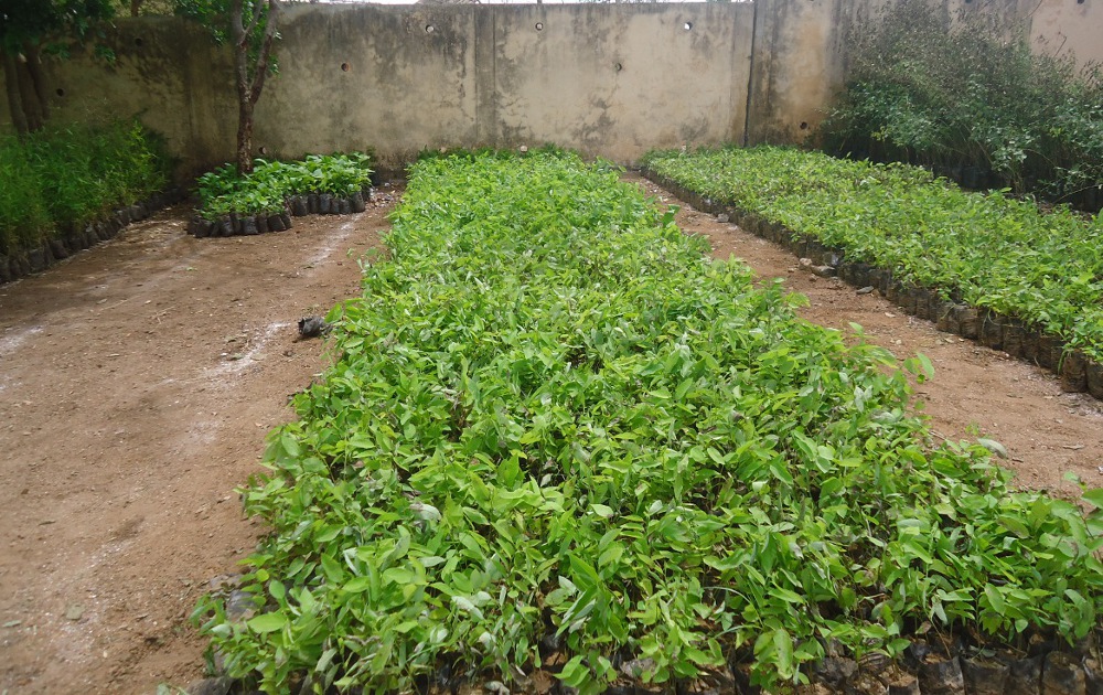 Planting not ruling this year