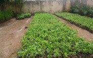 Planting not ruling this year