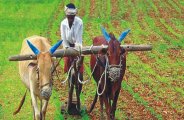 raisen, raisen news, raisen patrika, patrika news, patrika bhopal, bhopal mp, kisaan, barish, mousam, kheti, dhan, crops, soil, 