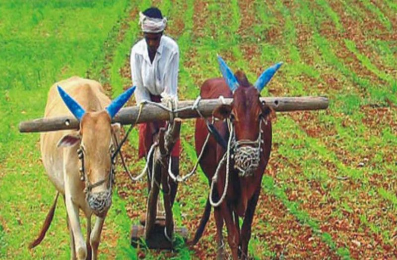  raisen, raisen news, raisen patrika, patrika news, patrika bhopal, bhopal mp, kisaan, barish, mousam, kheti, dhan, crops, soil, 