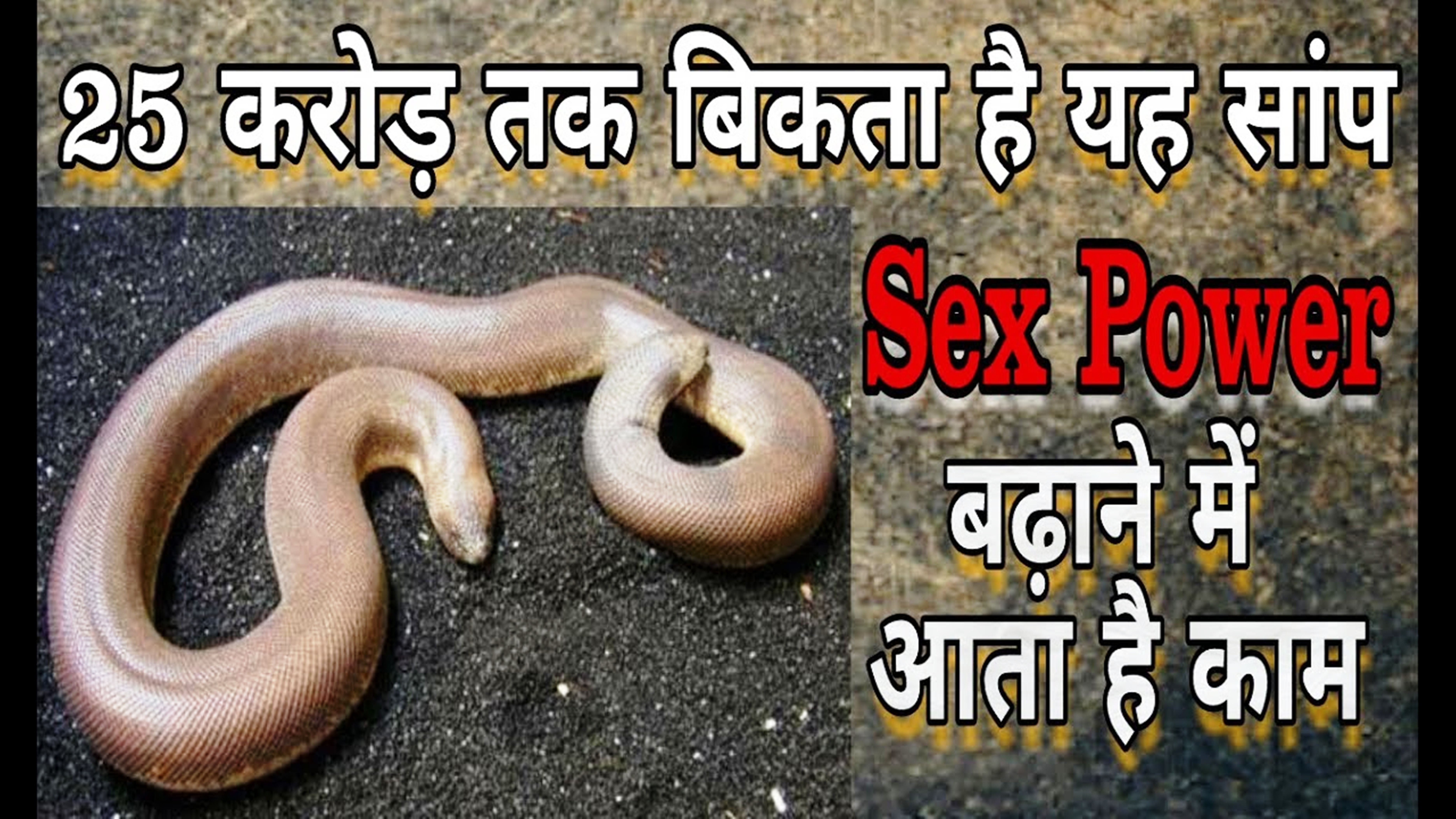 sand boa is in danger of the name of sex power in hindi news up