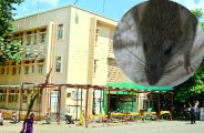 rats in hospital