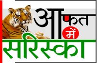 Sariska : These measures are essential for the growth of tigers