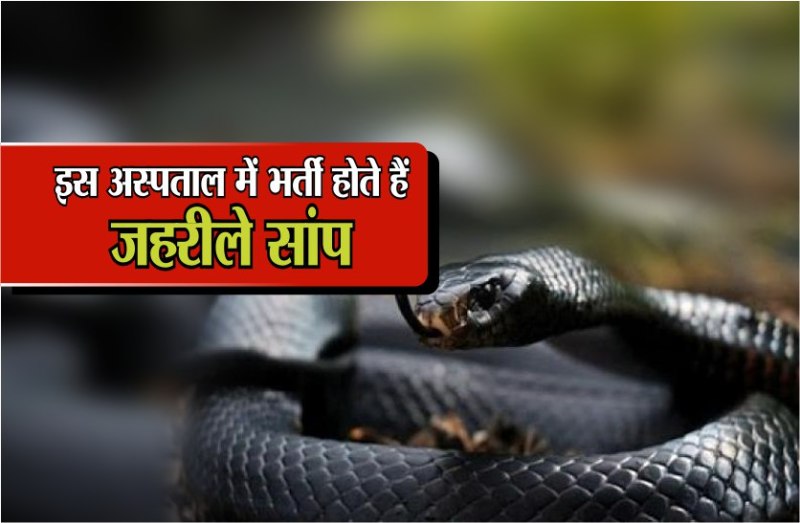 Ajab- Gajab इस अस्पताल में भर्ती होते हैं जहरीले सांप