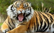 tiger
