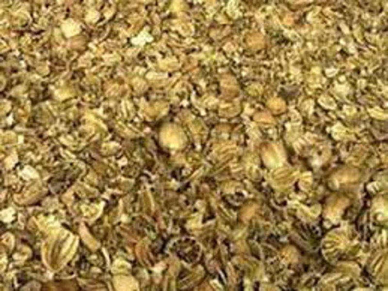 डोडा तस्करों का डर या खुद नशे में आबकारी थाना