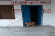 Ate Anganwadi nutrition dogs in bhilwara