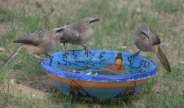 beautiful pics of birds