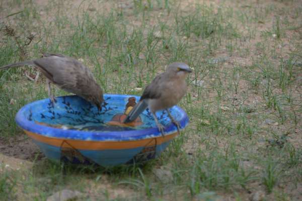 beautiful pics of birds