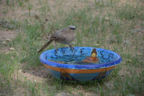 beautiful pics of birds