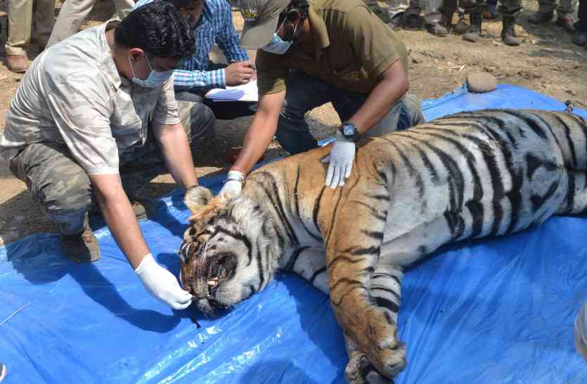 Reason of death of sariska tiger st11