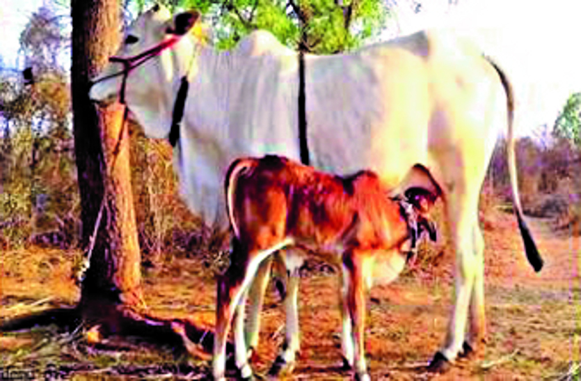 Government grants, Bemetara Breaking News, Bemetara Goshala news