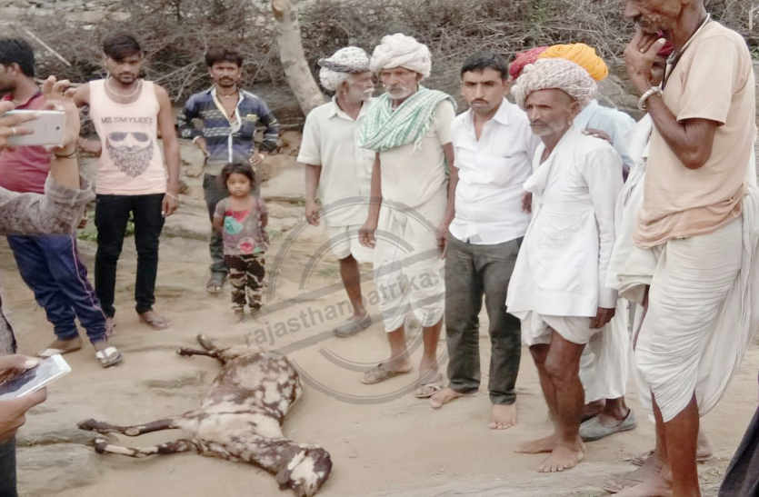 Panther did hunting four goats in bhilwara