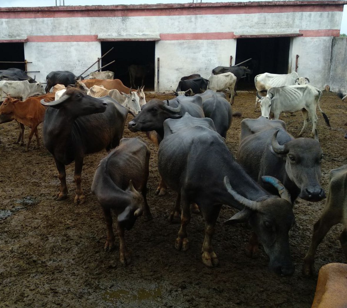 Five cattle but half a hundred cattle closed in Kanji House
