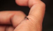 dengue elisa test Positive in satna madhya pradesh