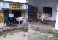 Villegers angry due to animals in Lakhimpur Kheri
