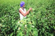 GM Crop