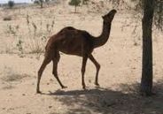 death of camel