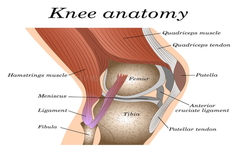 knee