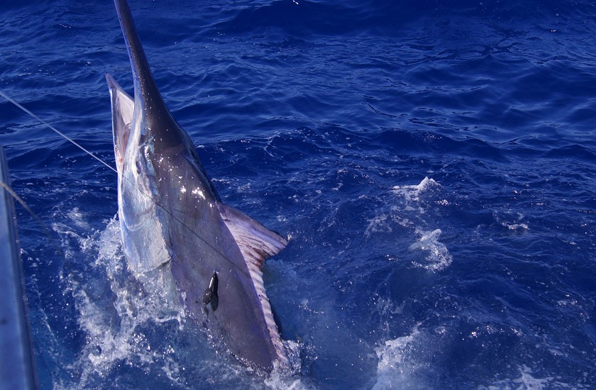 185 kg black marlin fish caught in the bay of bengal