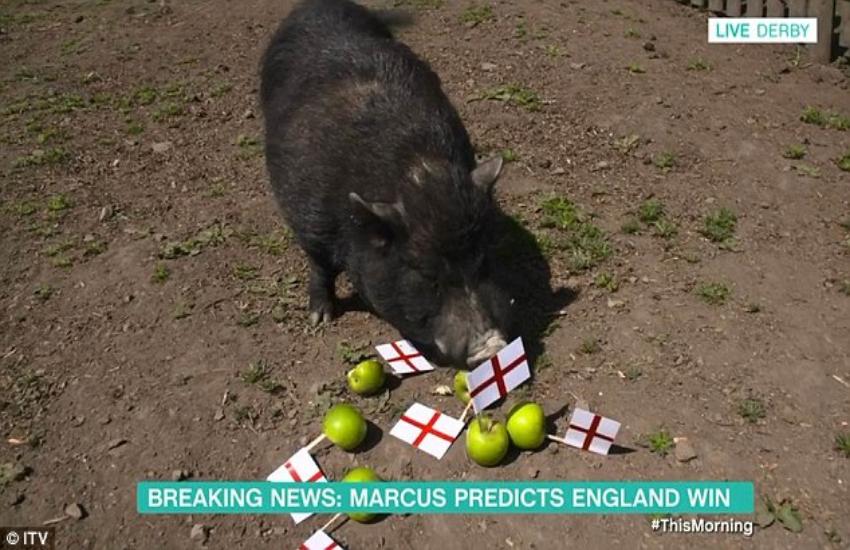 England is not able to digest defeat, now they wants to eat pig
