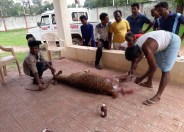 Injured cheetal