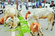 Cows and bulls at every crossroads in bhilwara