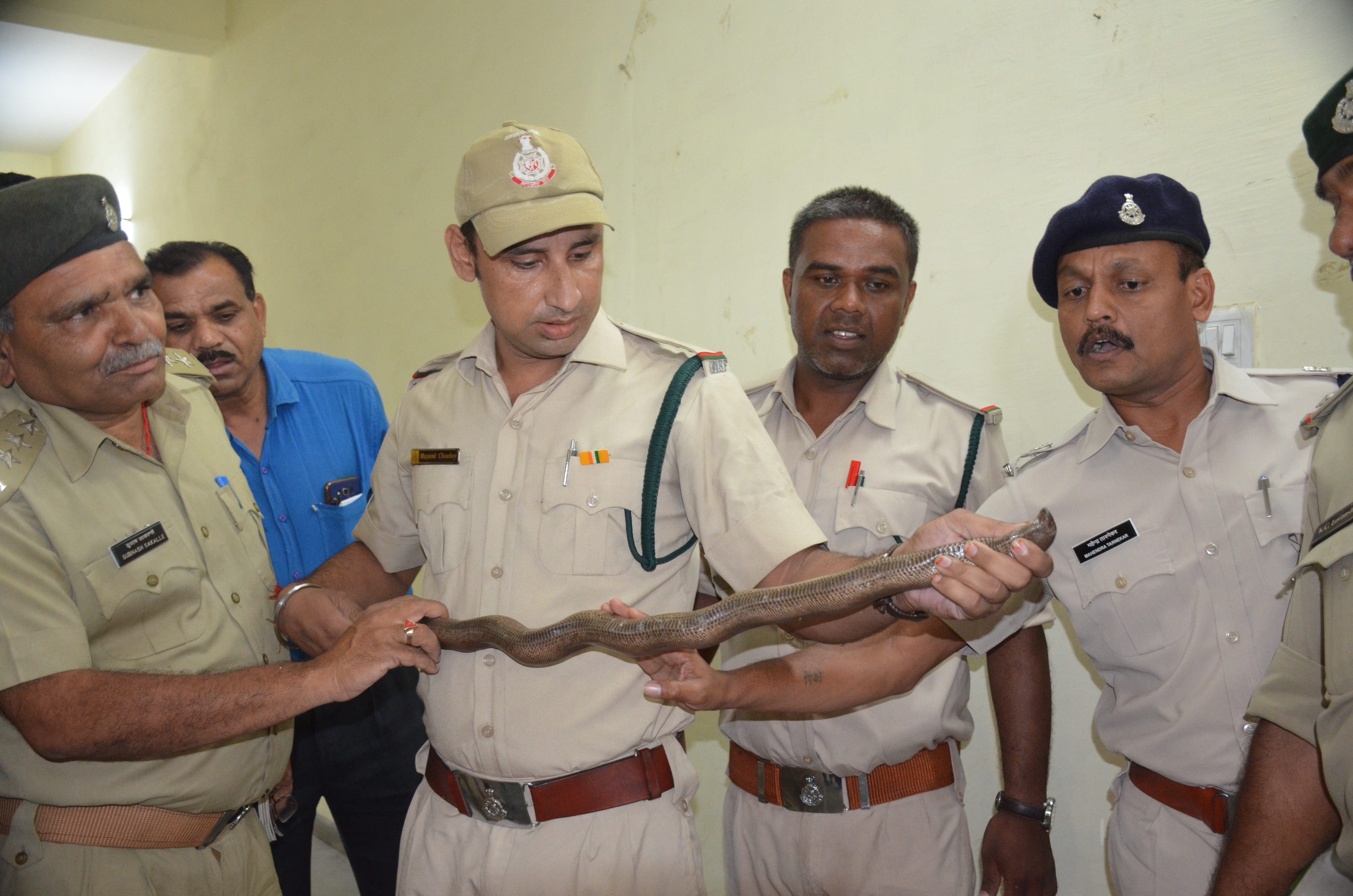Red Sed Boa Snake smuggled, arrested four accused in khandwa