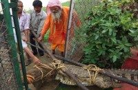 आठ फिट का मगरमच्छ देख ग्रामीण आए दहशत में वन विभाग को किया सूचित