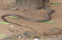 snake swallows squirrel in moradabad