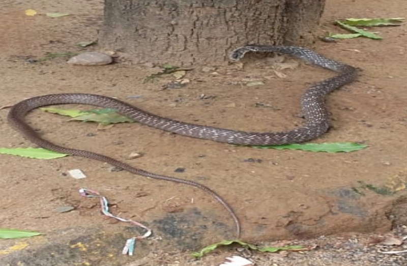 snake swallows squirrel in moradabad