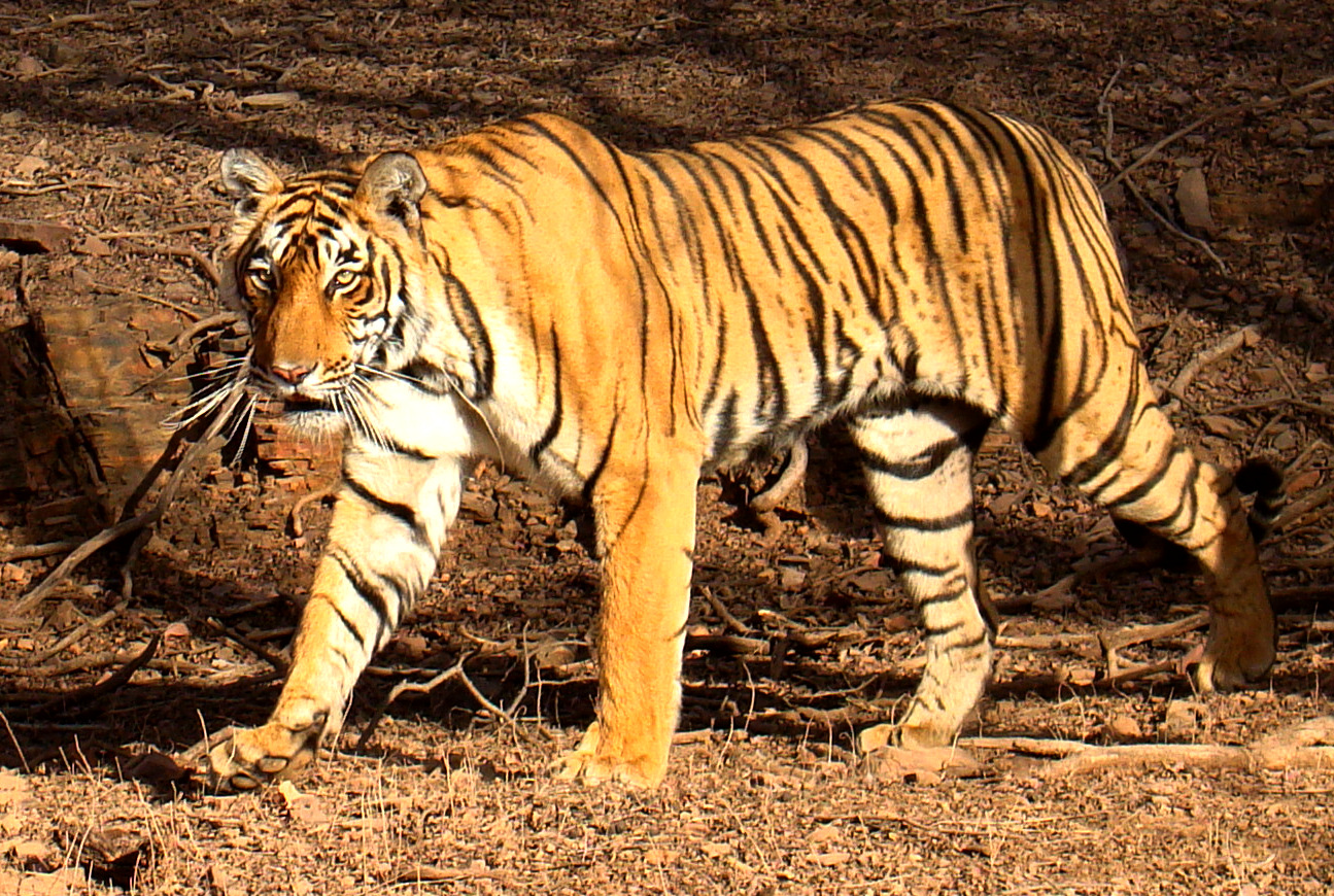 Sariska tiger st-5 missing