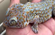lizard