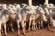 politics on cow