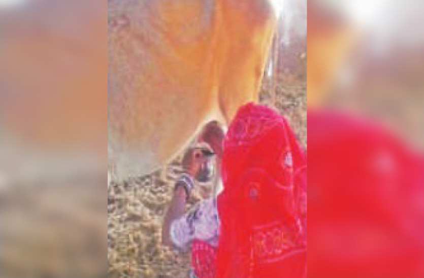 cow