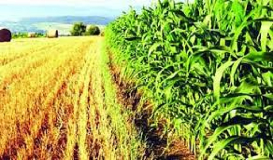 Jaisalmer involve in 115 districts of country in Agricultural Welfare
