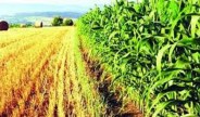 Jaisalmer involve in 115 districts of country in Agricultural Welfare