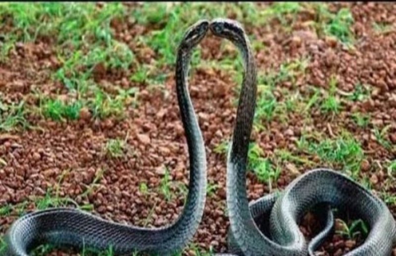 unique love story of nag nagin