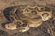 Russell snake