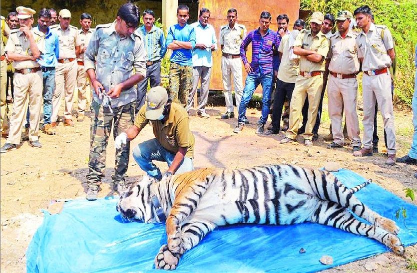 Sariska : Preparing to go to the Supreme Court against bail