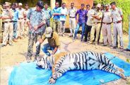 Sariska : Preparing to go to the Supreme Court against bail