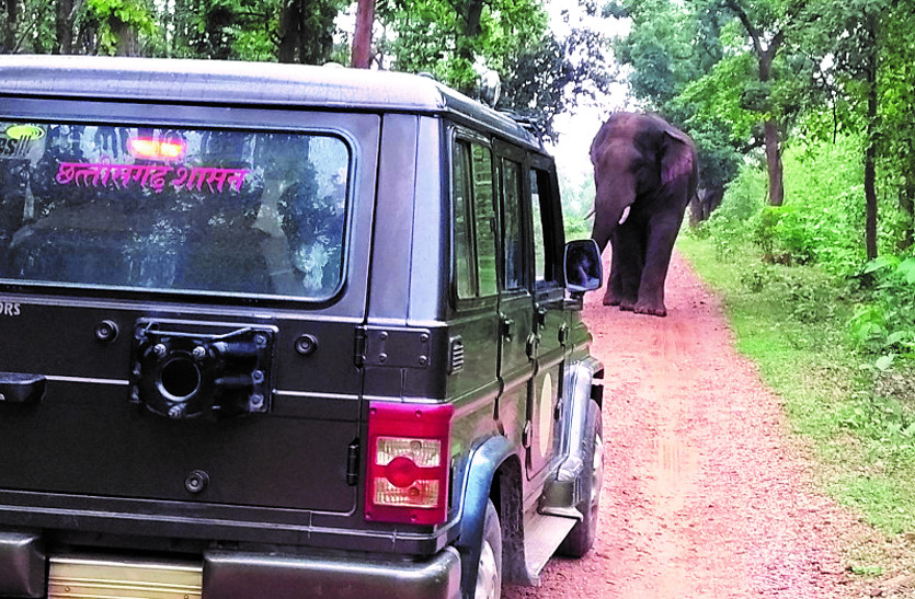 वन विभाग टीम की कुछ पल के लिए थम गई सांसें जब दंतैल 'गणेश' से हुआ सामना