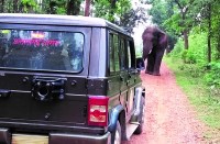 वन विभाग टीम की कुछ पल के लिए थम गई सांसें जब दंतैल 'गणेश' से हुआ सामना