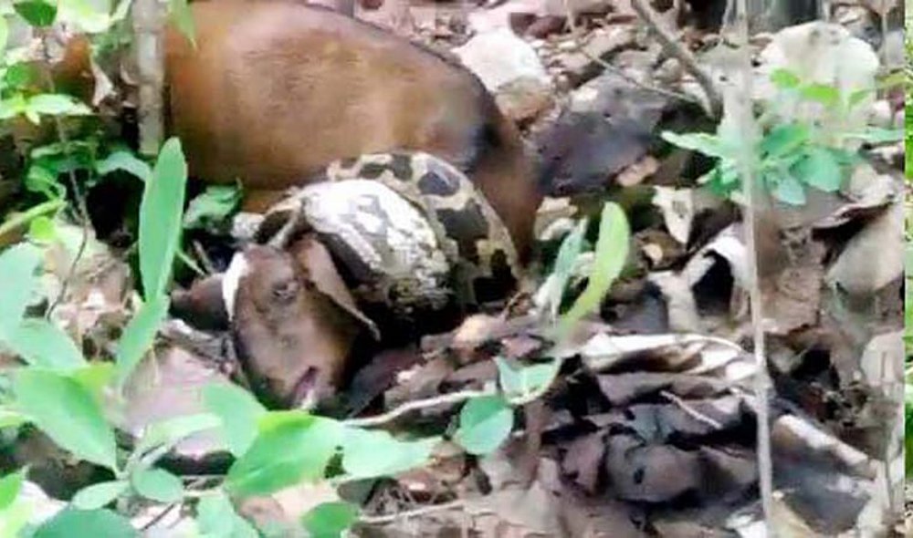 python goat victim found in forest of Ajaygarh panna mp