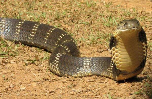 King Cobra