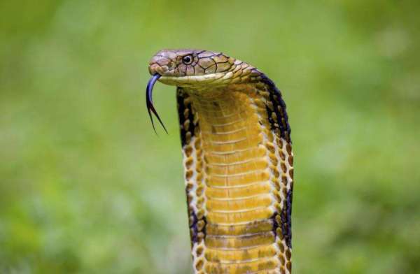 King Cobra