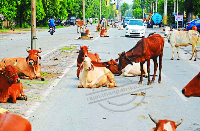 Life of strangers at risk in bhilwara