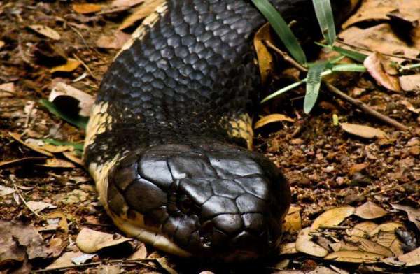 King Cobra