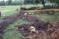 Breaking News : दंतैल हाथी ने केले की बाड़ी उजाड़ कर छह मवेशियों को पटक-पटक कर मारा डाला, डर कर जंगल में भागे 23 मवेशी